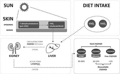 Vitamin D in Follicular Fluid Correlates With the Euploid Status of Blastocysts in a Vitamin D Deficient Population